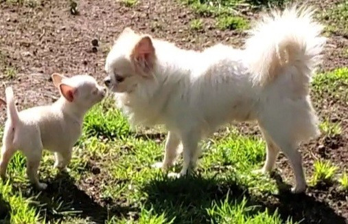 CH. ARRY POTTER Du Domaine Des Thibouw D'Argent